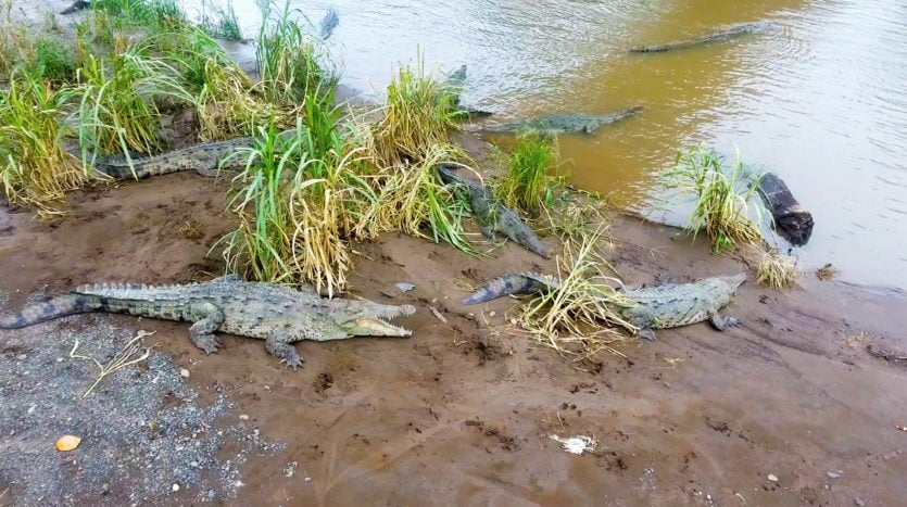 Crocodile bridge Tarcoles Costa Rica
